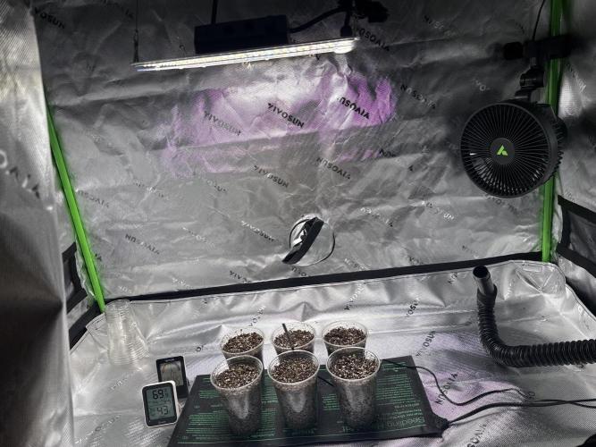 Gelato. Week 1