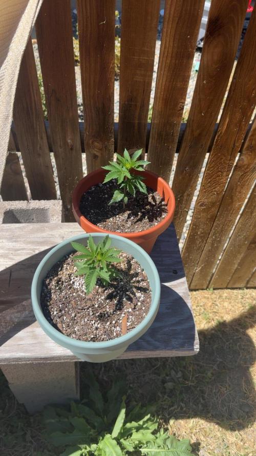Gelato. Week 4