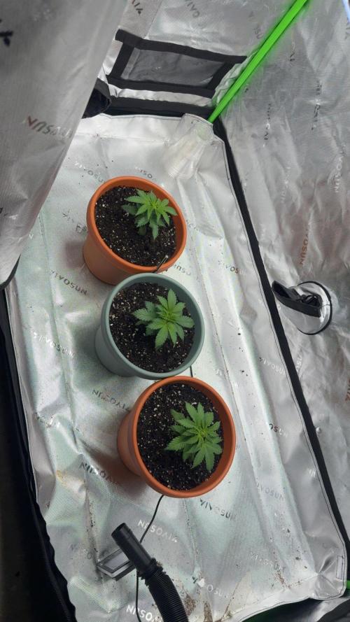 Gelato 4x2. Week 4