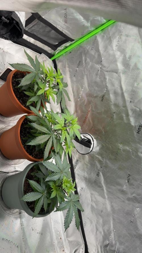 Gelato 4x2. Week 6