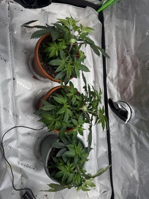 Gelato 4x2. Week 6