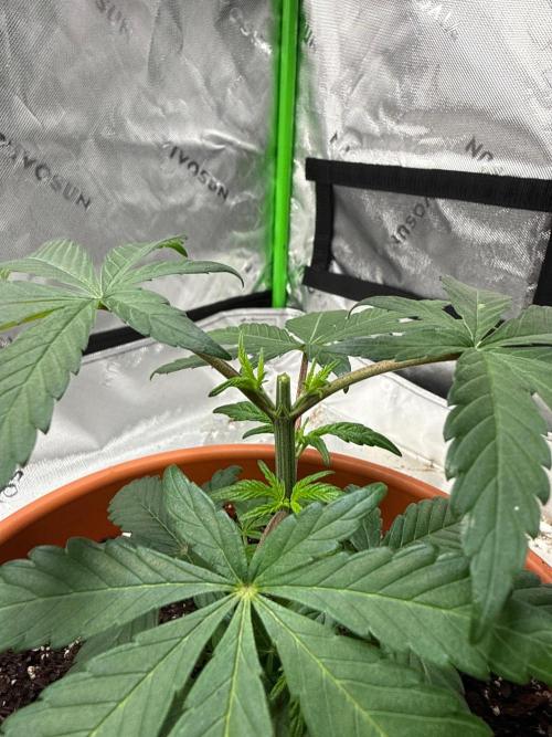 Gelato 4x2. Week 5