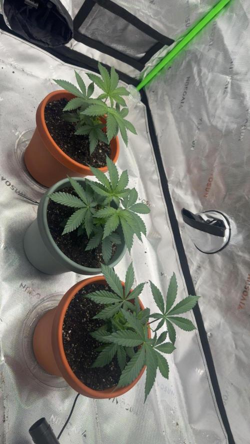 Gelato 4x2. Week 5