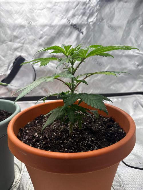 Gelato 4x2. Week 5
