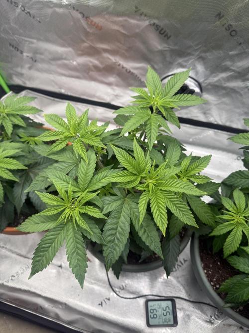 Gelato 4x2. Week 7