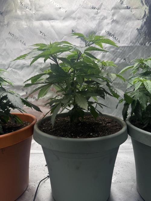 Gelato 4x2. Week 7