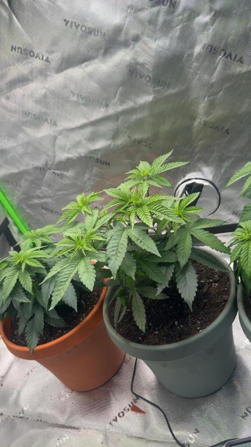 Gelato 4x2. Week 7