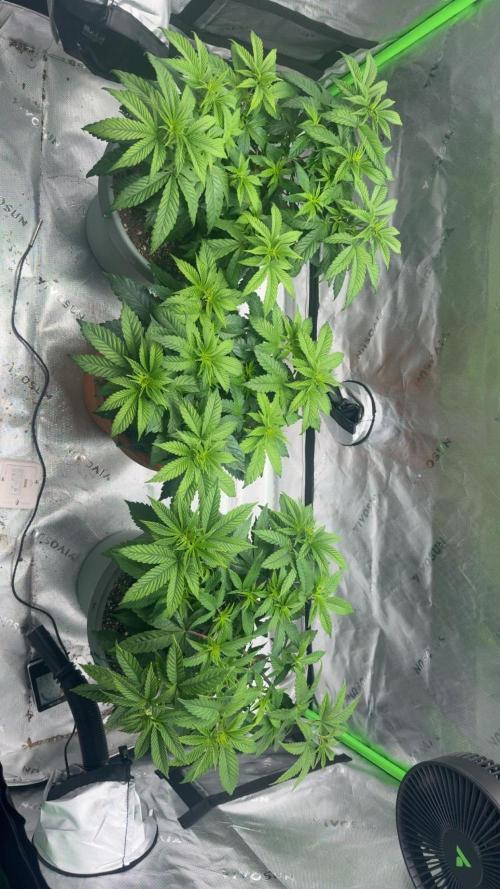 Gelato 4x2. Week 8