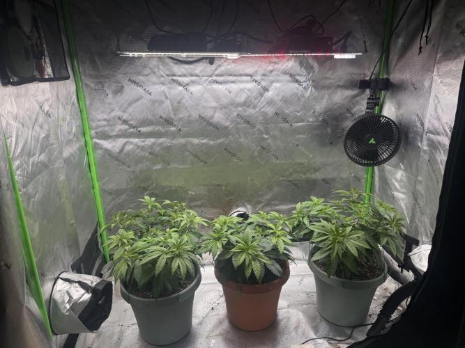 Gelato 4x2. Week 8