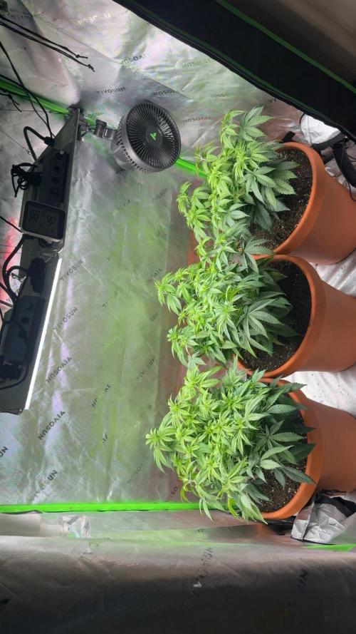 Gelato 4x2. Week 9