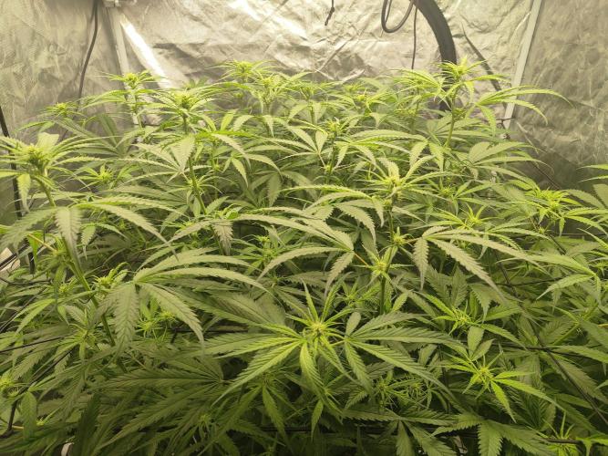 SLH second attempt. Week 7