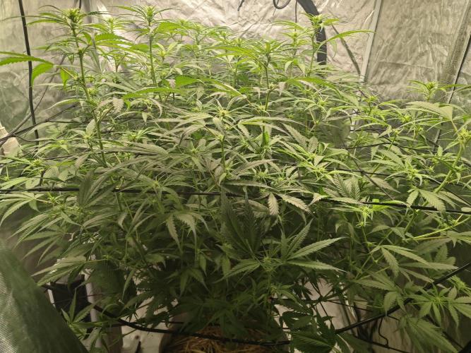 SLH second attempt. Week 7