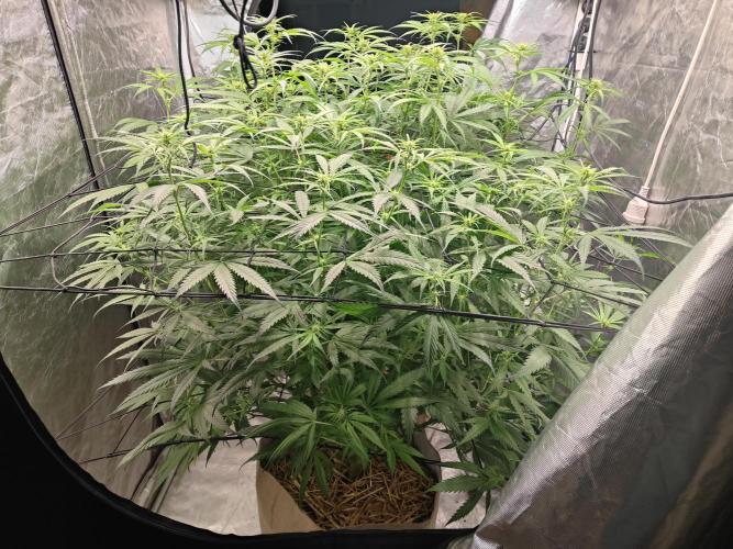 SLH second attempt. Week 7