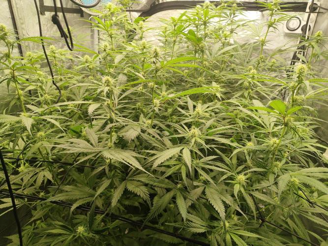 SLH second attempt. Week 8