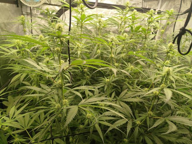 SLH second attempt. Week 8