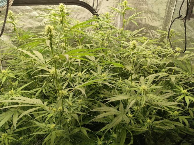 SLH second attempt. Week 8