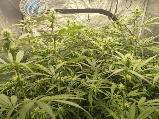 SLH second attempt. Week 8