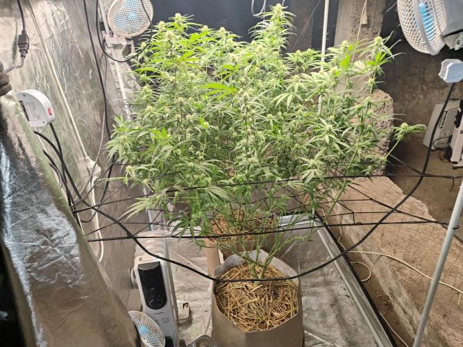 SLH second attempt. Week 8 - After defoliation and tidy up the lowers