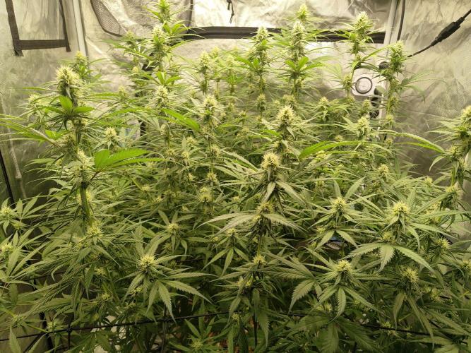 SLH second attempt. Week 9