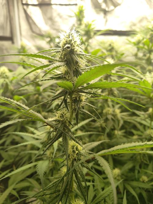 SLH second attempt. Week 9