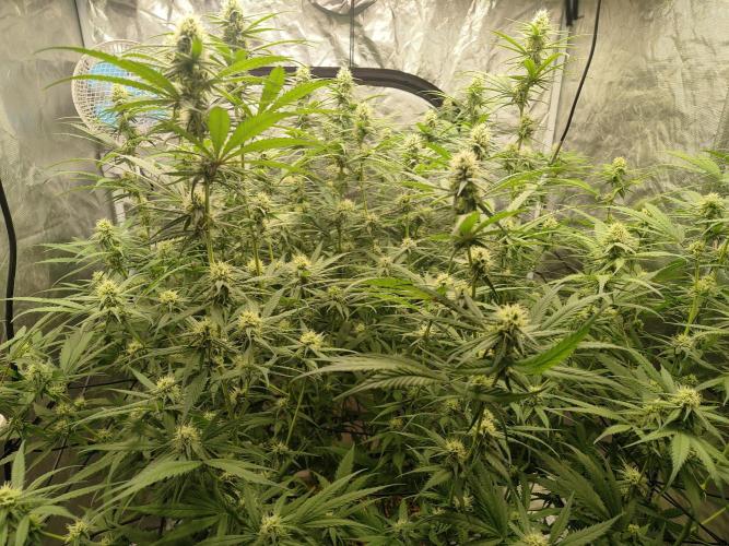 SLH second attempt. Week 9