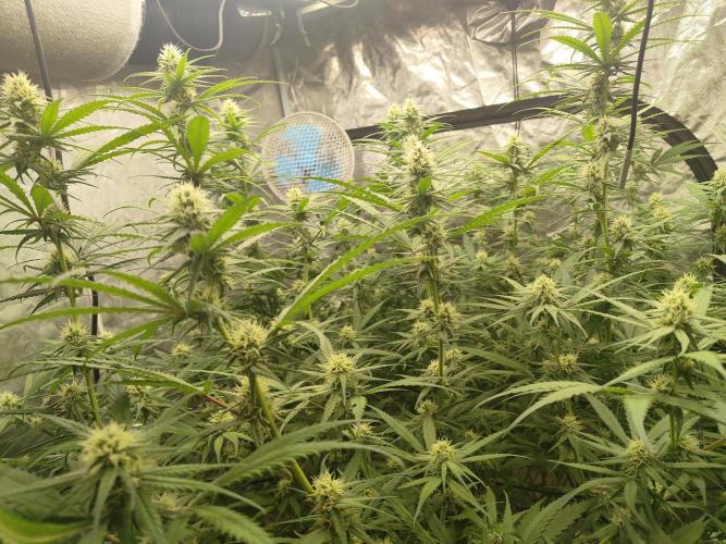 SLH second attempt. Week 9