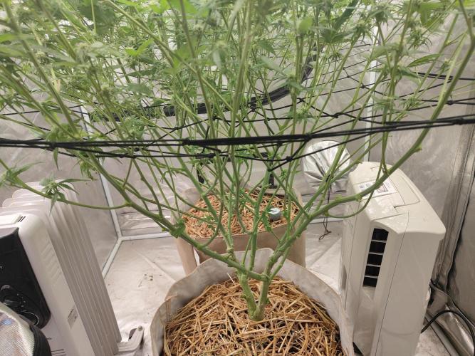 SLH second attempt. Week 9