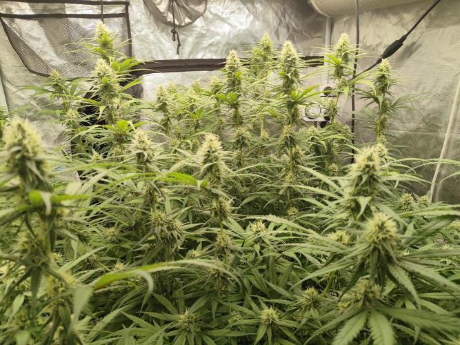 SLH second attempt. Week 10