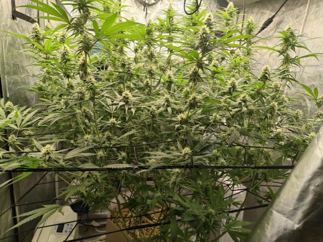 SLH second attempt. Week 10