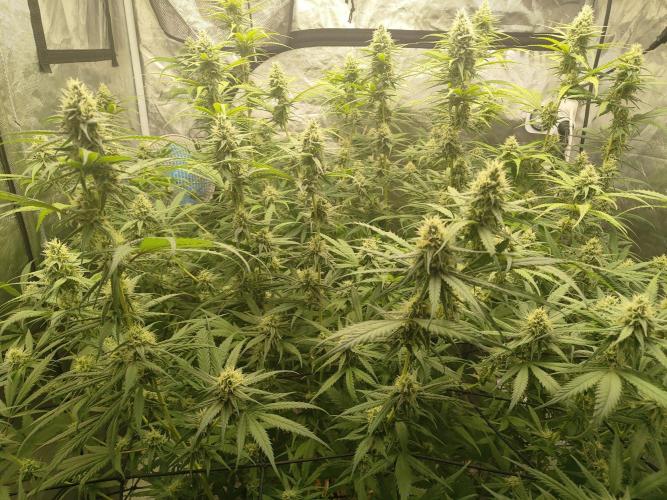 SLH second attempt. Week 11