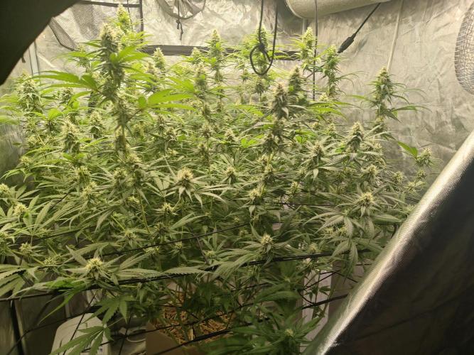 SLH second attempt. Week 11