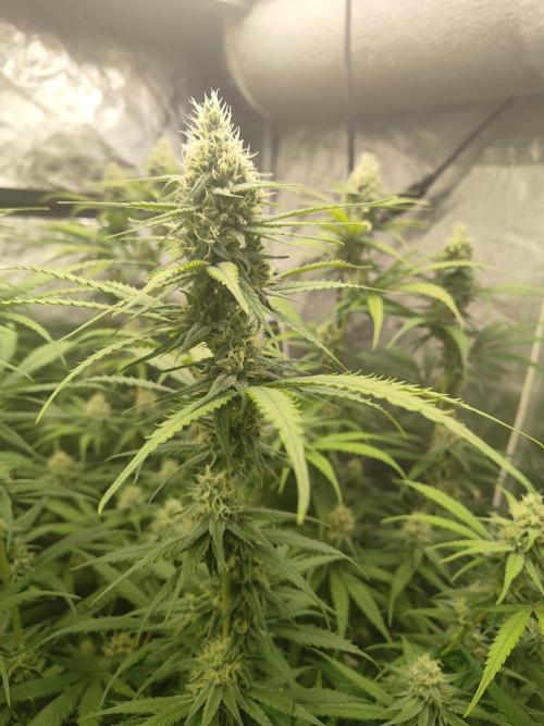 SLH second attempt. Week 11