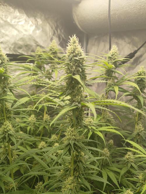 SLH second attempt. Week 11