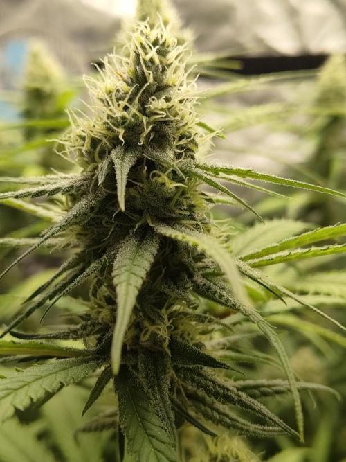 SLH second attempt. Week 11