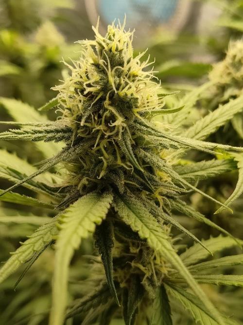 SLH second attempt. Week 11