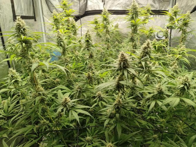 SLH second attempt. Week 12