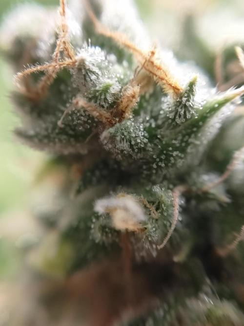 SLH second attempt. Week 13