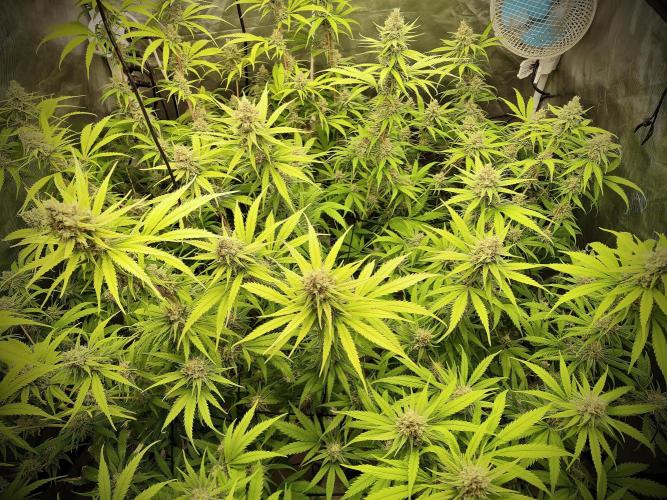 SLH second attempt. Week 13