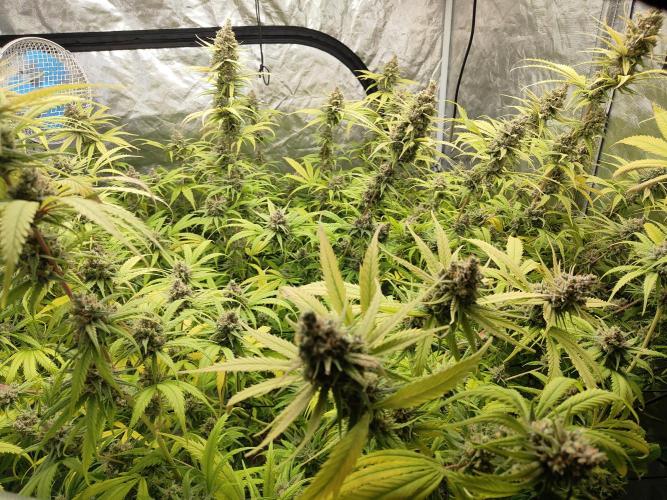 SLH second attempt. Week 14