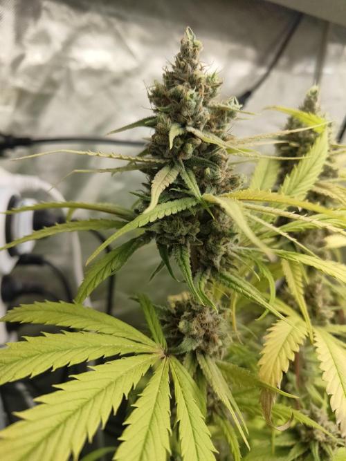 SLH second attempt. Week 14