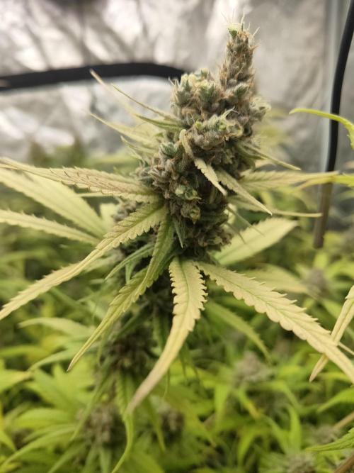 SLH second attempt. Week 14