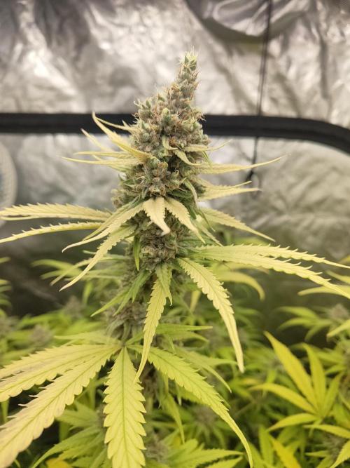 SLH second attempt. Week 14