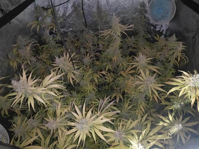 SLH second attempt. Week 15