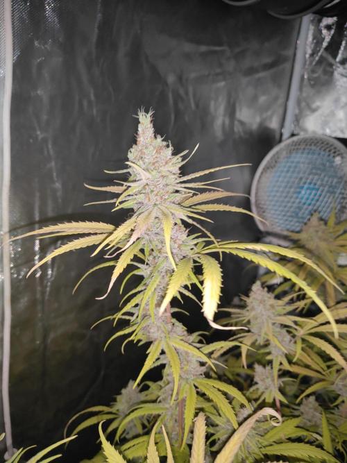 SLH second attempt. Week 15