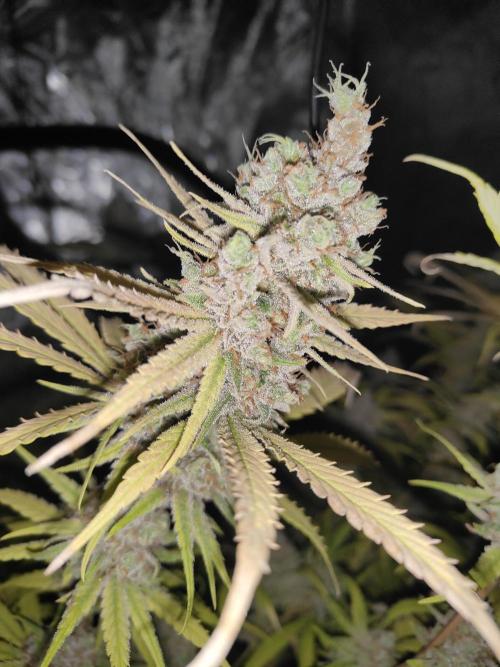 SLH second attempt. Week 15