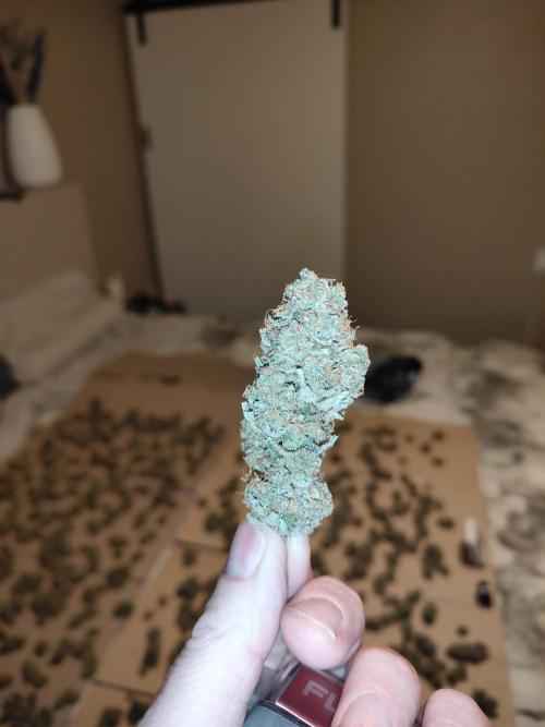 SLH second attempt. Week 16