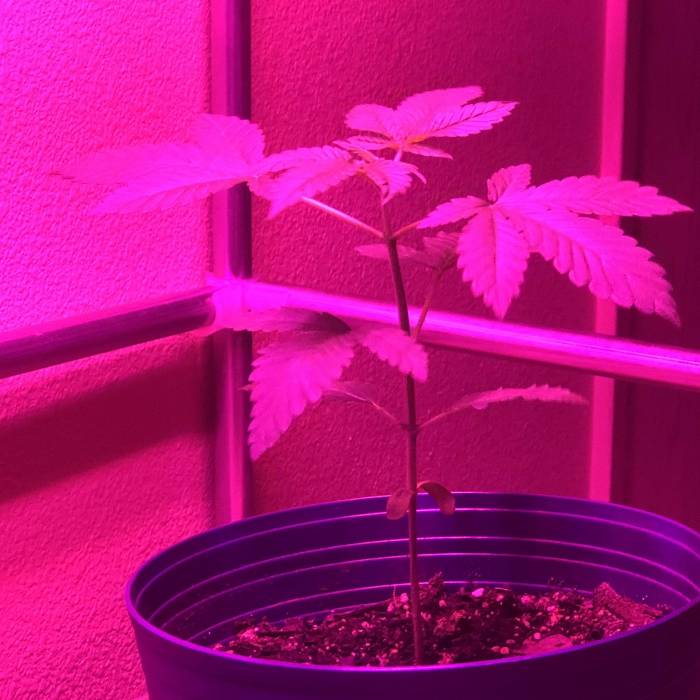 Green Kush. Week 3 - Photo 1