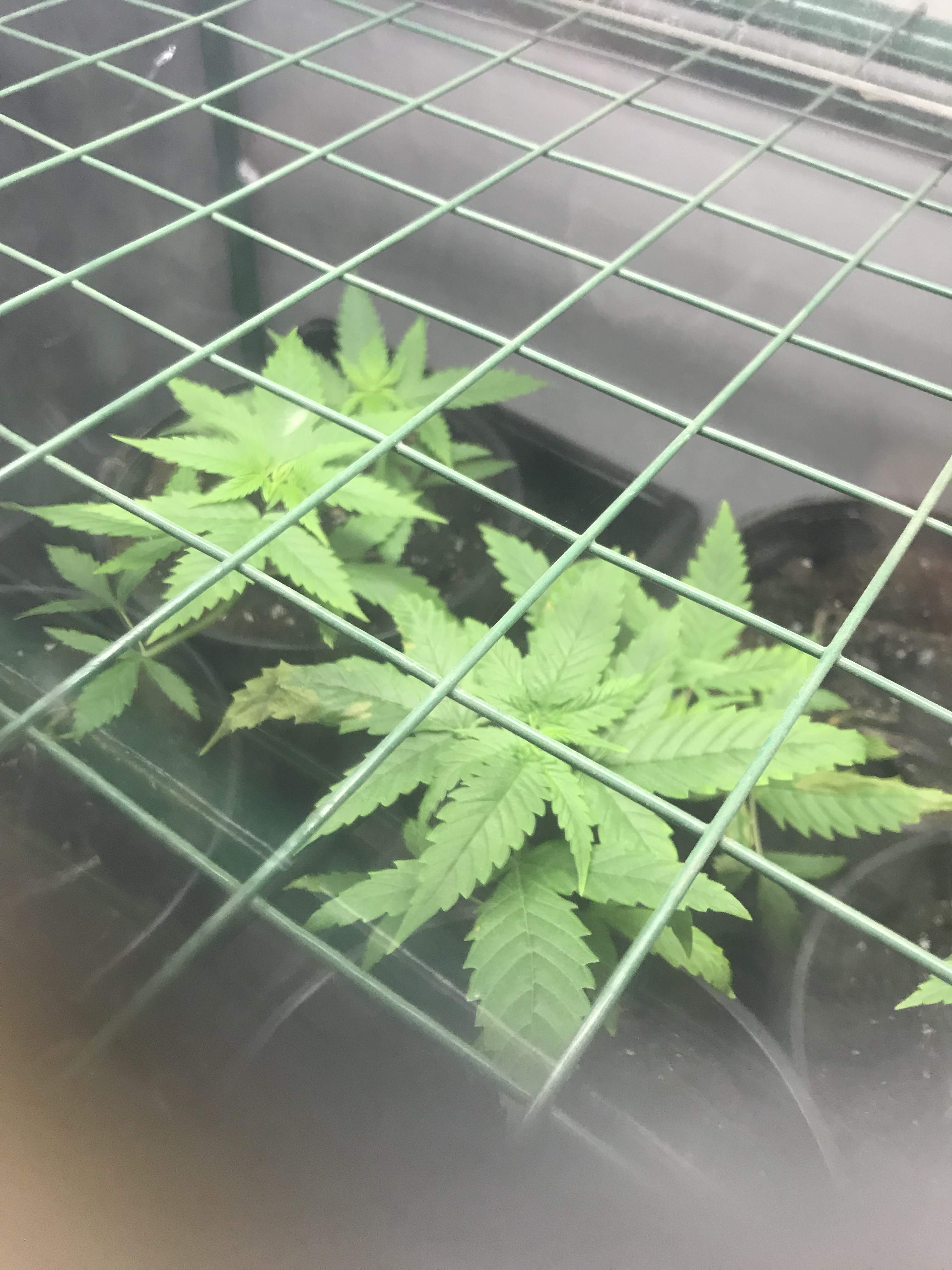 Blackberry Kush grow diary (journal) week6 by Bedizzle GrowDiaries