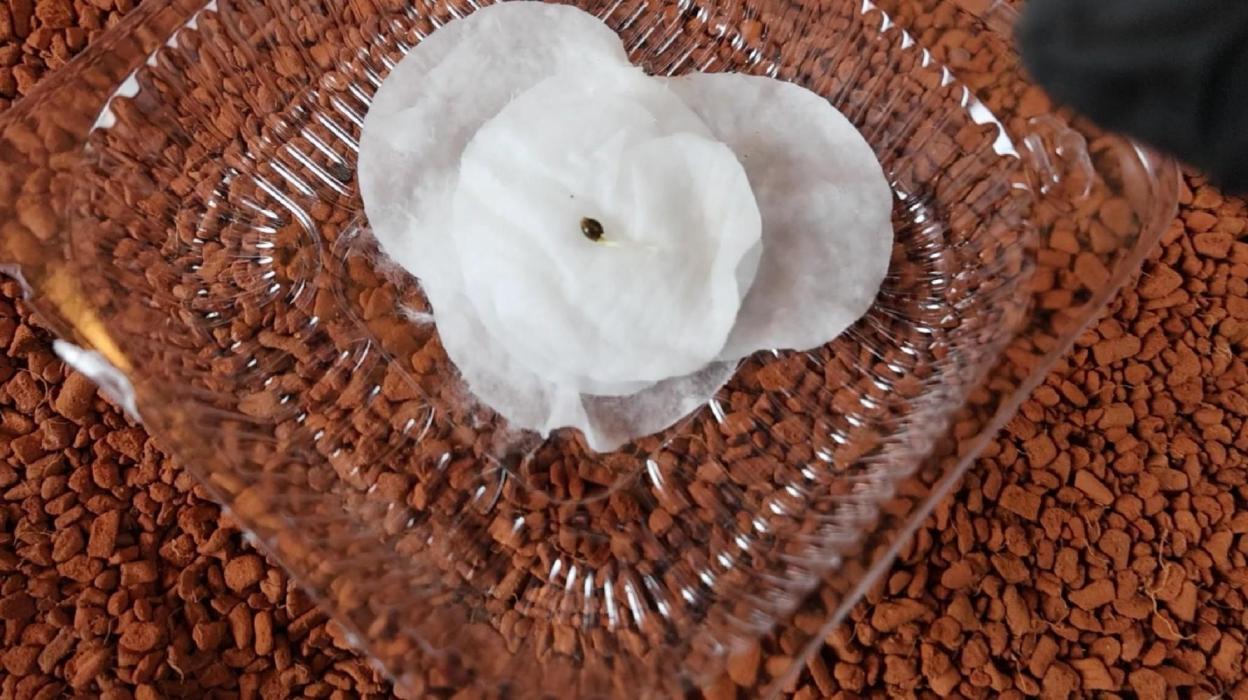 Black Opium Auto. Week 0