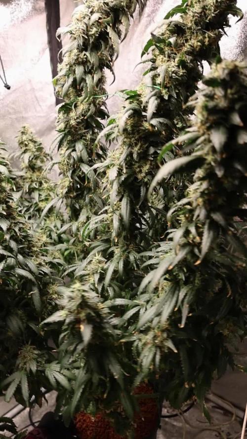 Kees Old School Haze